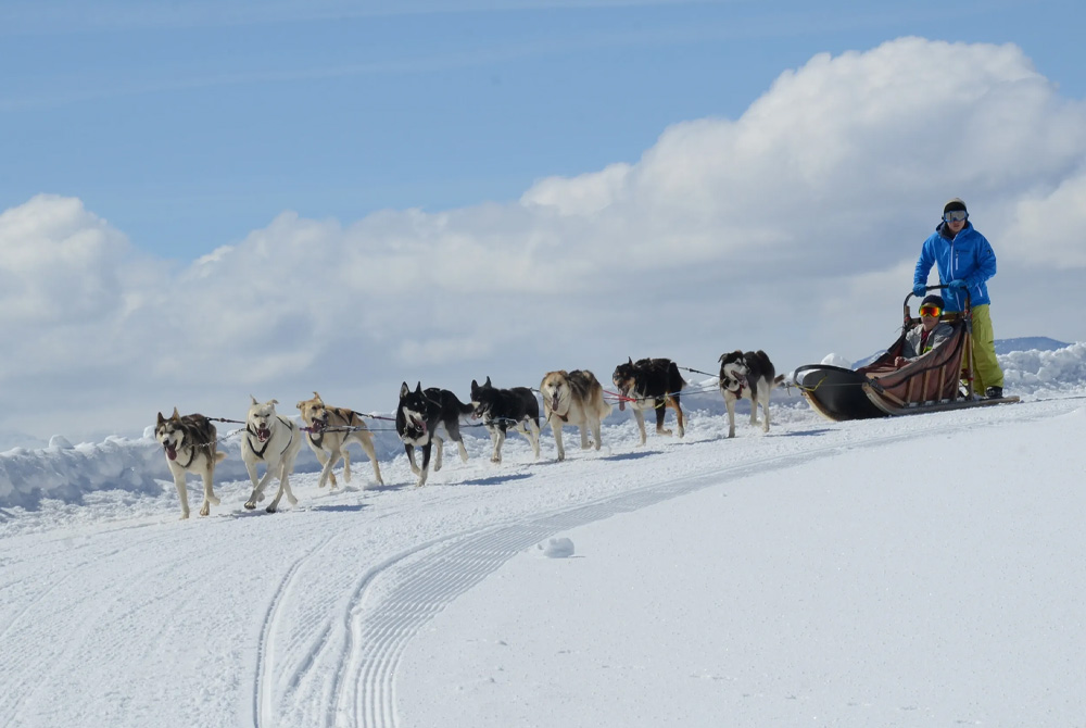 Trineos de perros (Dog sledding)