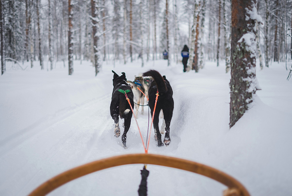 Trineo con perros (Dog Sledding)